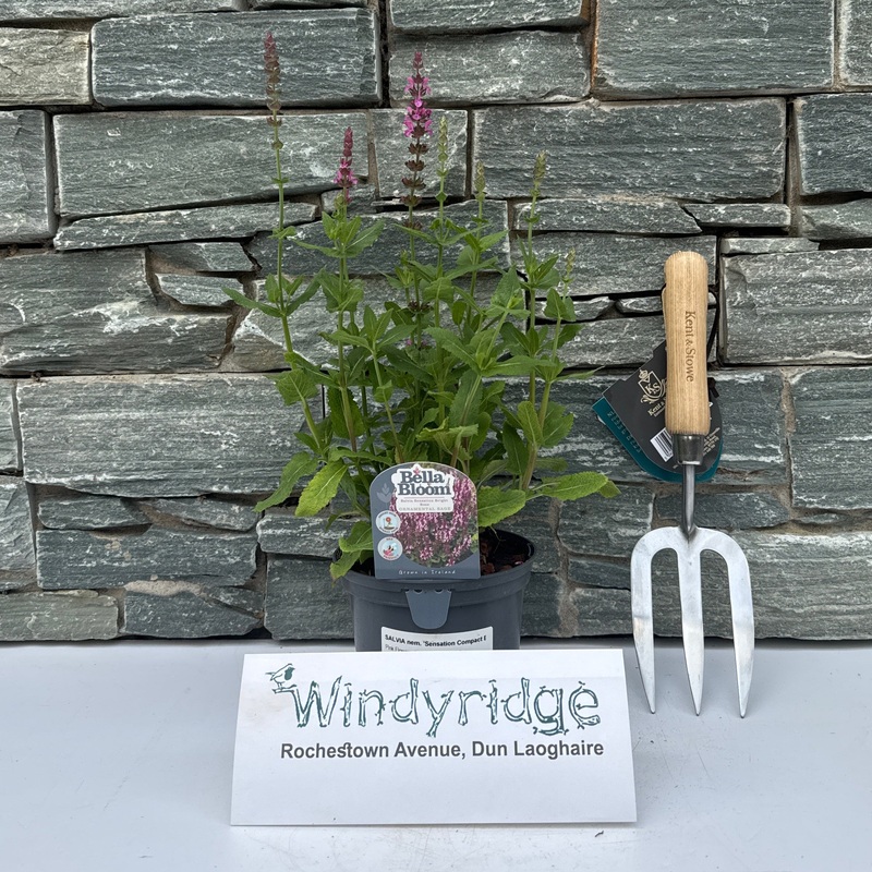 SALVIA Sensation Compact Violet