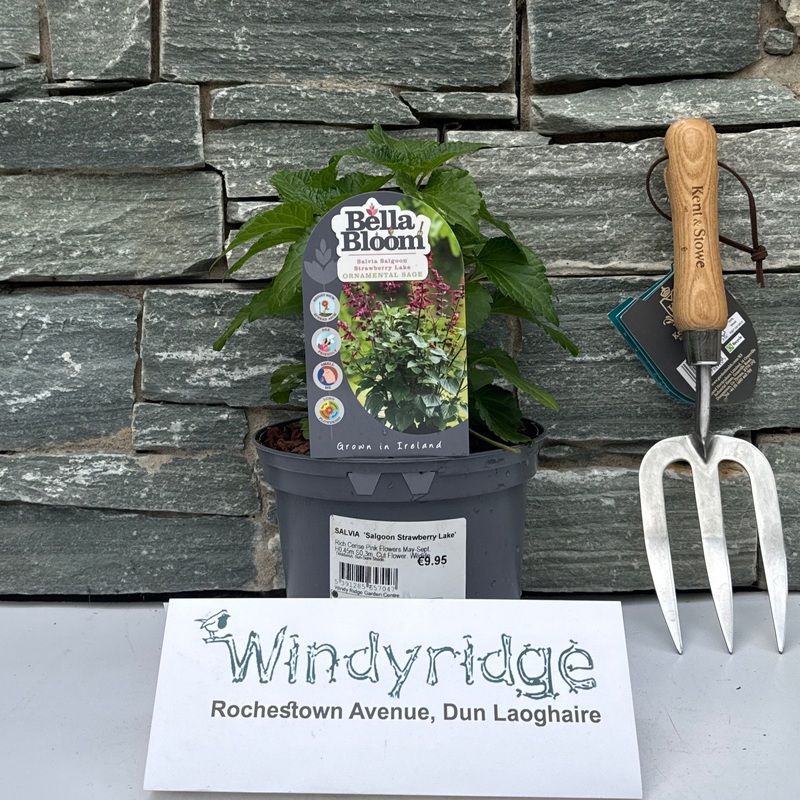 SALVIA  Strawberry Lake