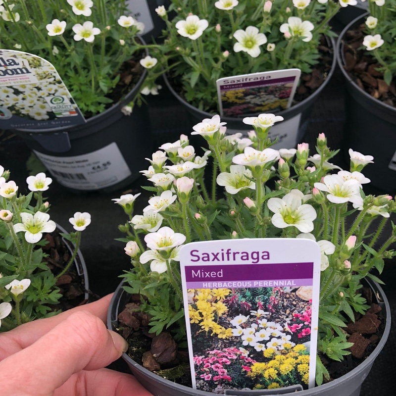 SAXIFRAGA Pearl White