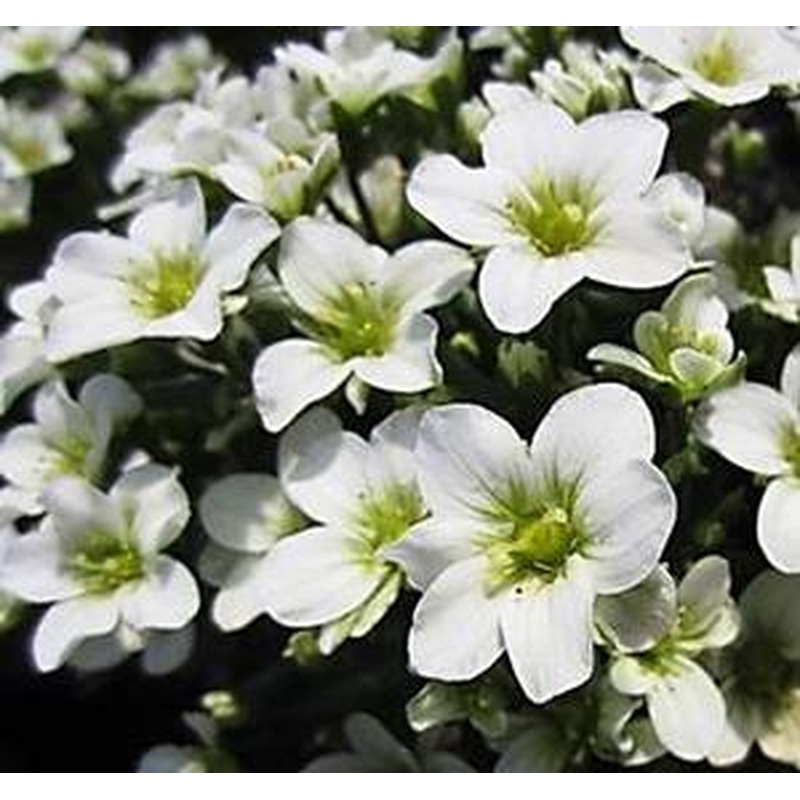Saxifraga Saxony White