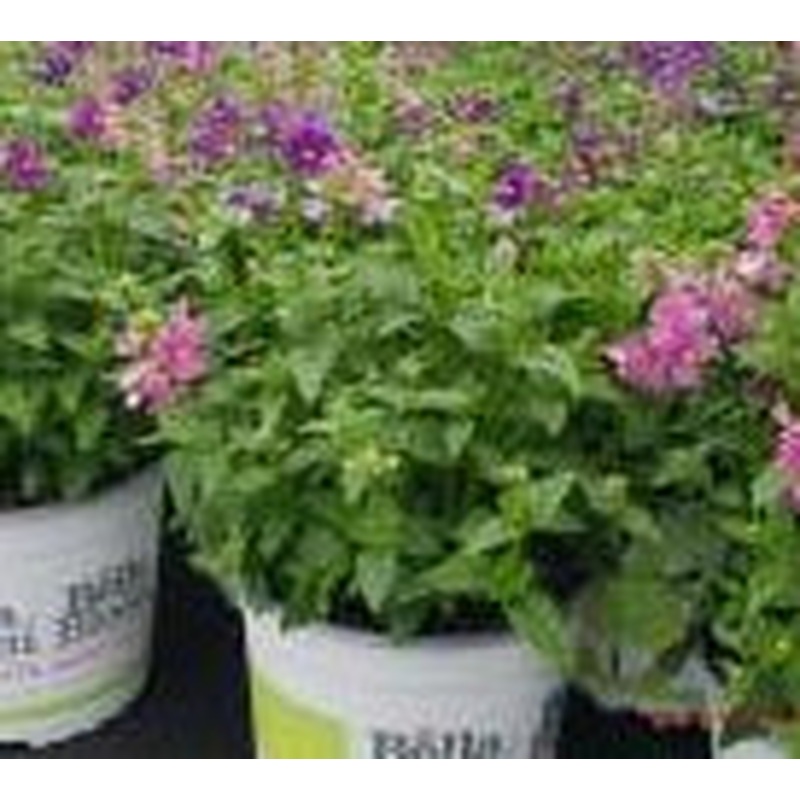 TrioMio Karoo Poetry