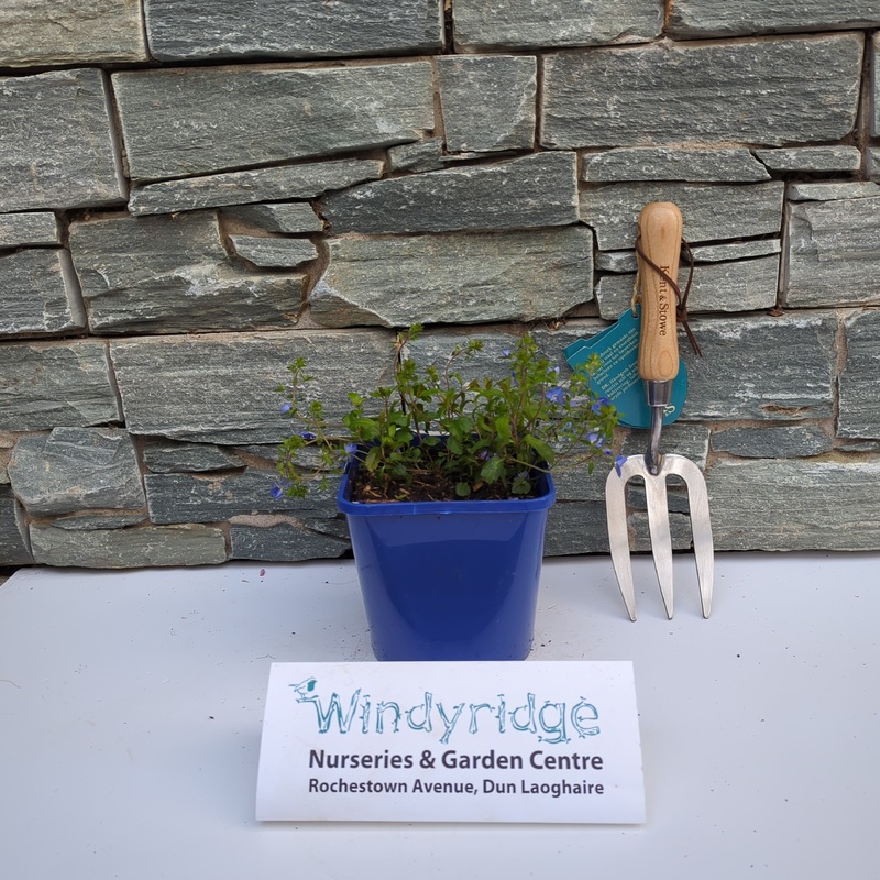 Veronica   Georgia Blue