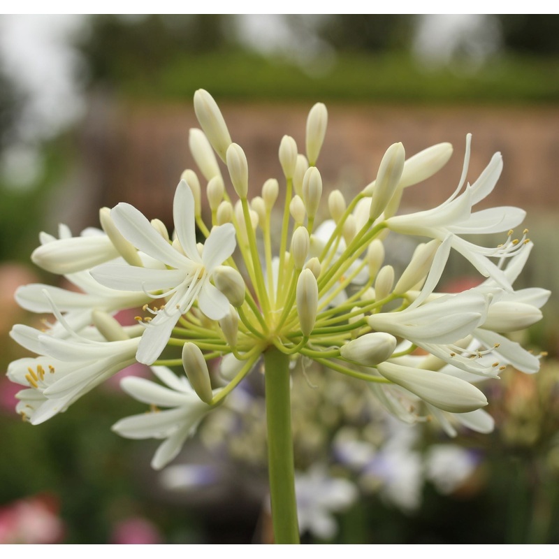 Agapanthus africanus
