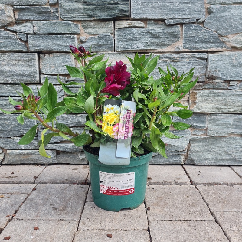 Alstroemeria Inticancha Dark Purple