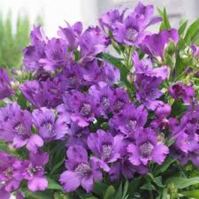 Alstroemeria Inticancha Indigo