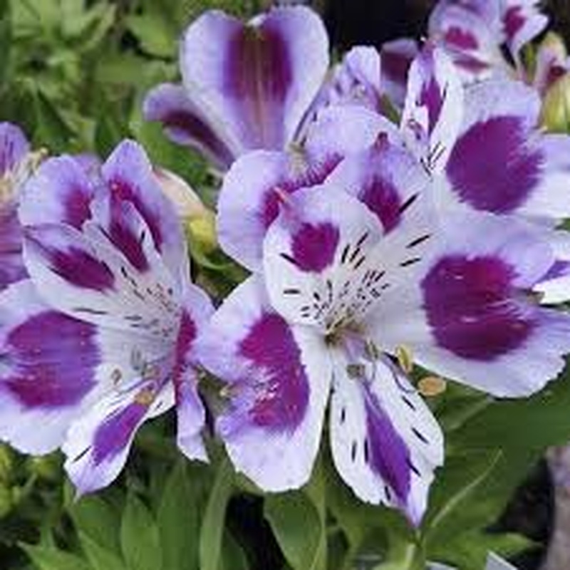 Alstroemeria Inticancha Passion