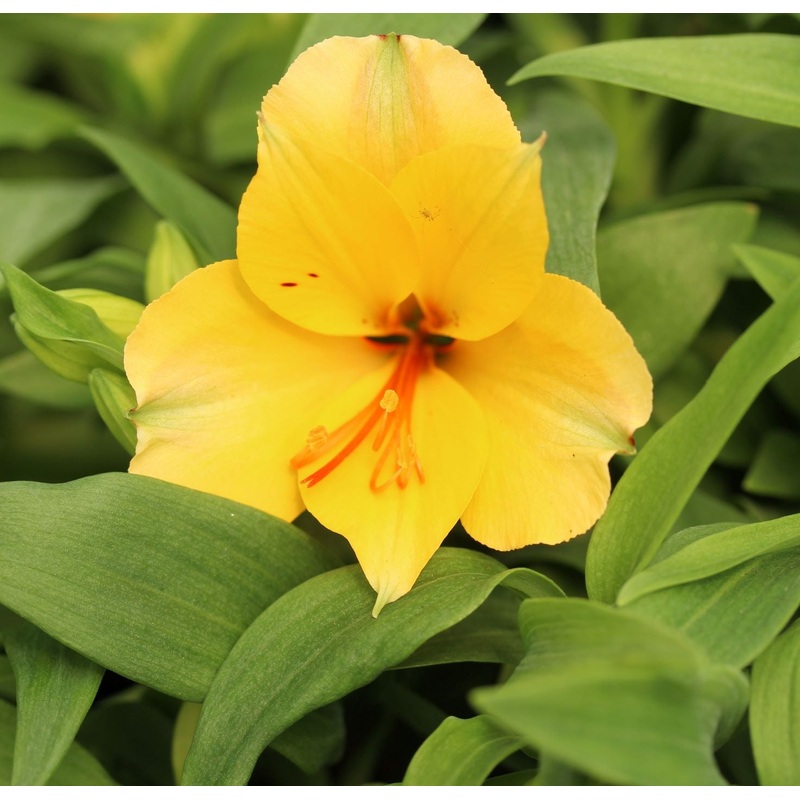 Alstroemeria Princess Lisa