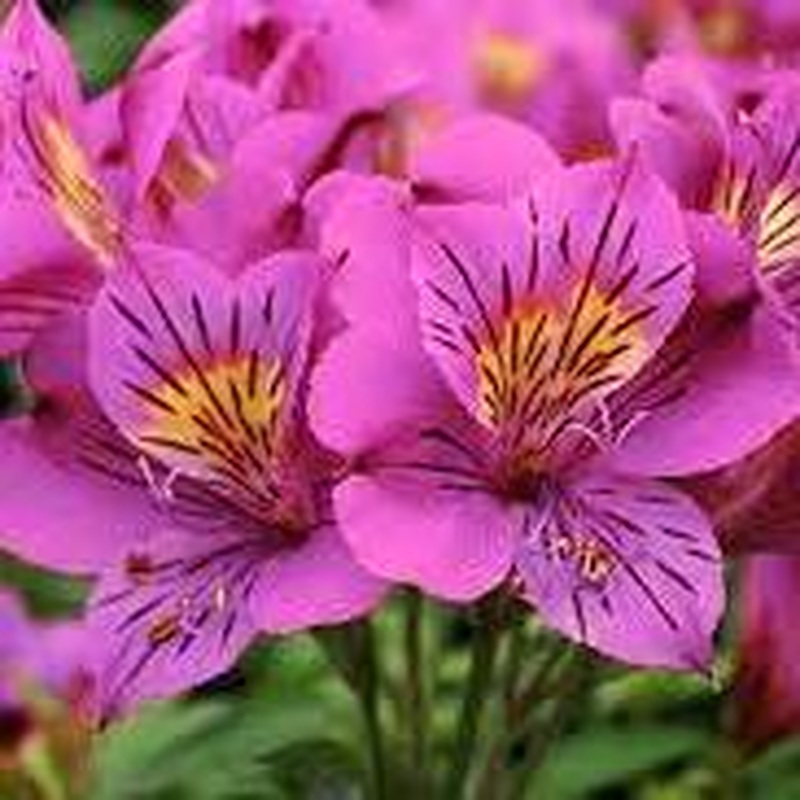 Alstroemeria Princess Louise