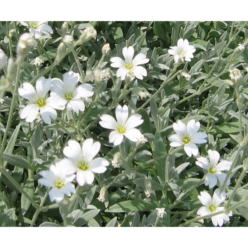 Cerastium tomentosum