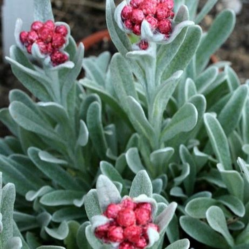 Helichrysum Red Jewel