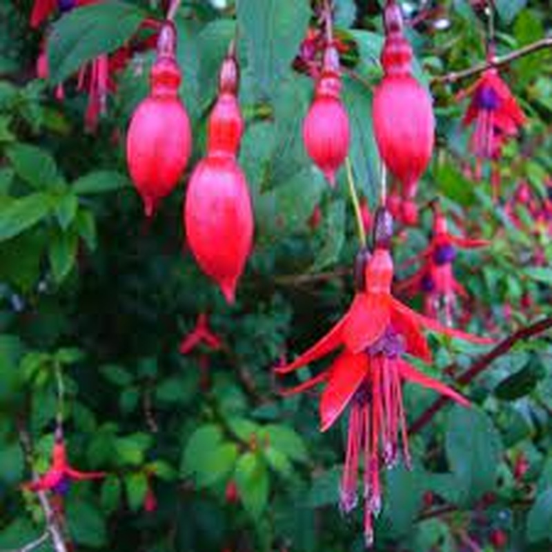 Ladys Eardrops (Fuchsia Riccartonii)