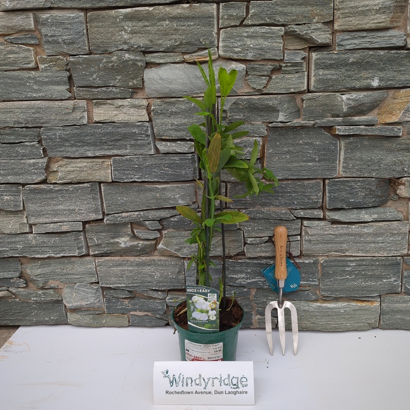 Lathyrus lat. White Pearl