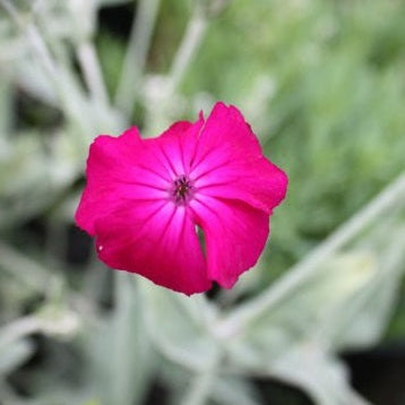 Lychnis cor. Atrosanguinea