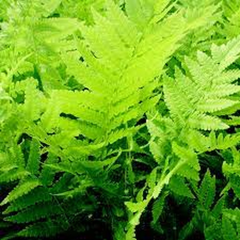 Matteuccia struthiopteris 2L