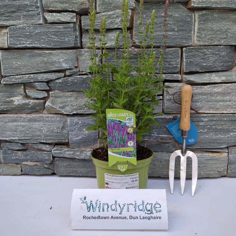 Meadow Sage Salvia Nemerosa Ostfriesland (2Ltr Pot)