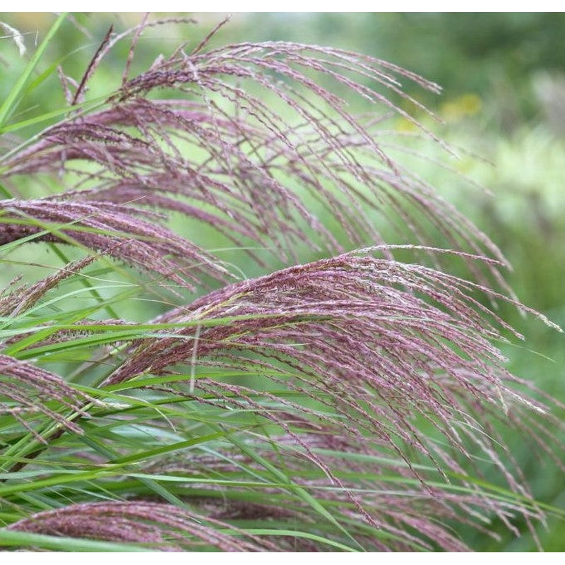 Miscanthus sinensis China