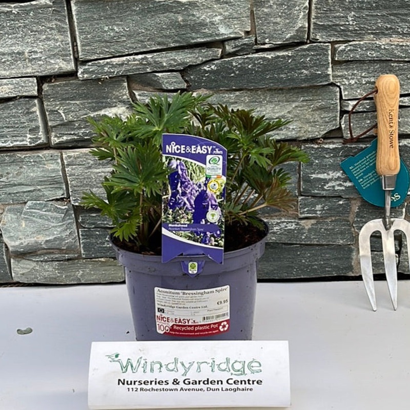 Monkshood Aconitum Bressingham Spire (3Ltr Pot)