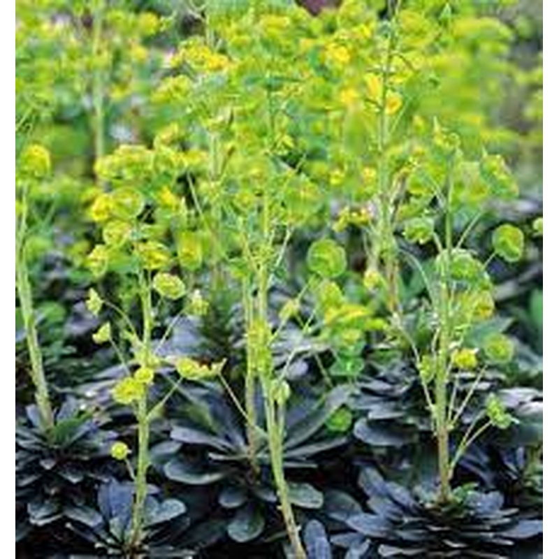 Mrs Robbs Hatbox Euphorbia Amygdaloides Robbiae (3Ltr Pot)
