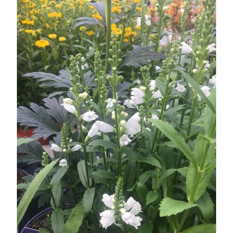 Obedient Plant Physostegia v. Crystal Peak White (2Ltr Pot)