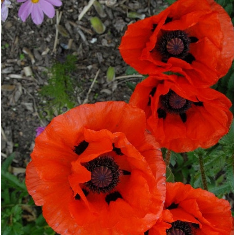 Papaver or. Allegro