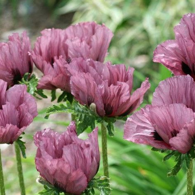 Papaver or. Pattys Plum