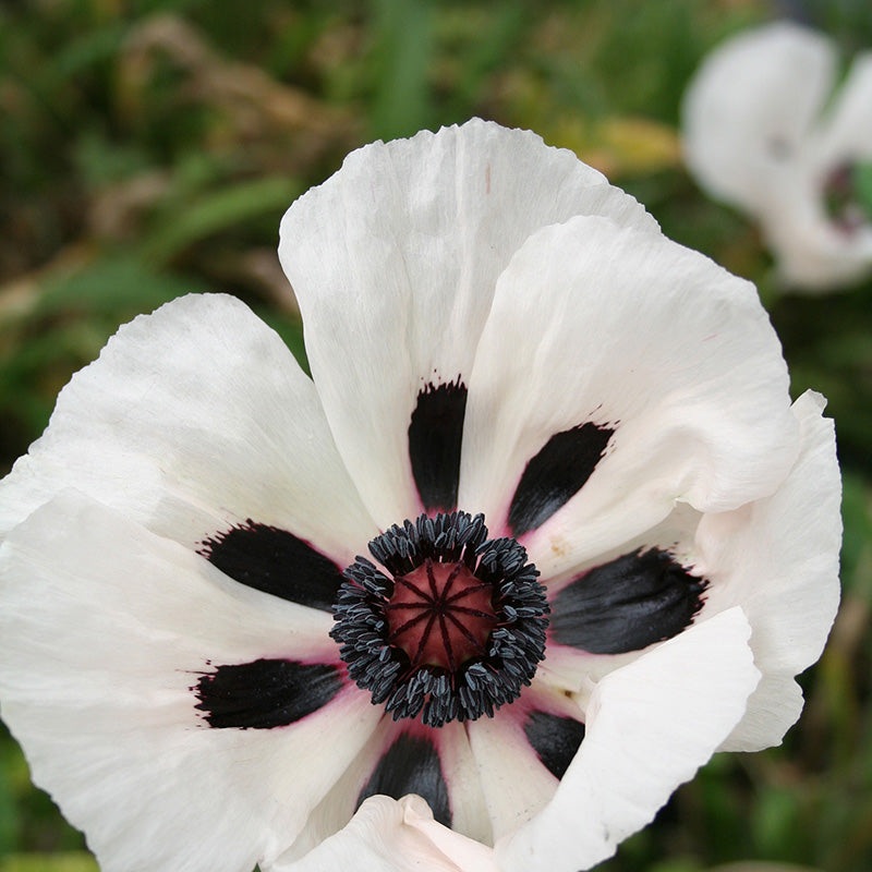 Papaver or. Royal Wedding