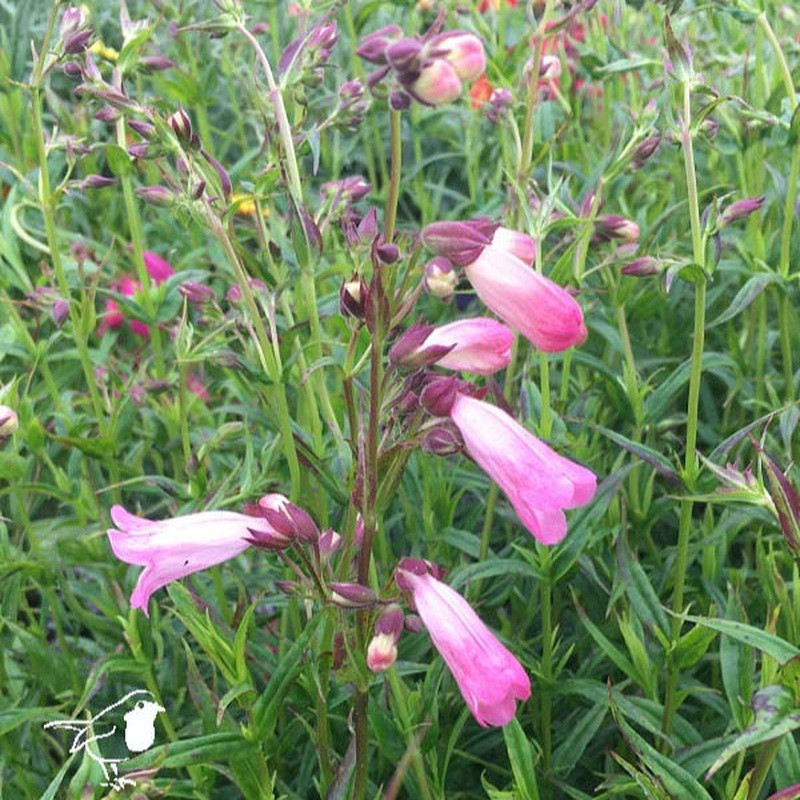 Penstemon Apple Blossom