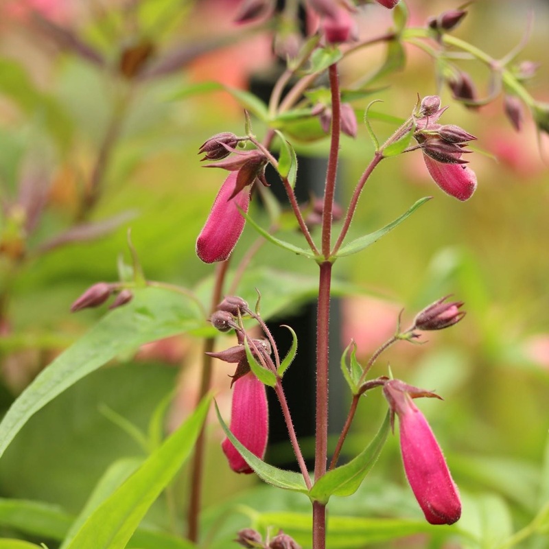 Penstemon Garnet