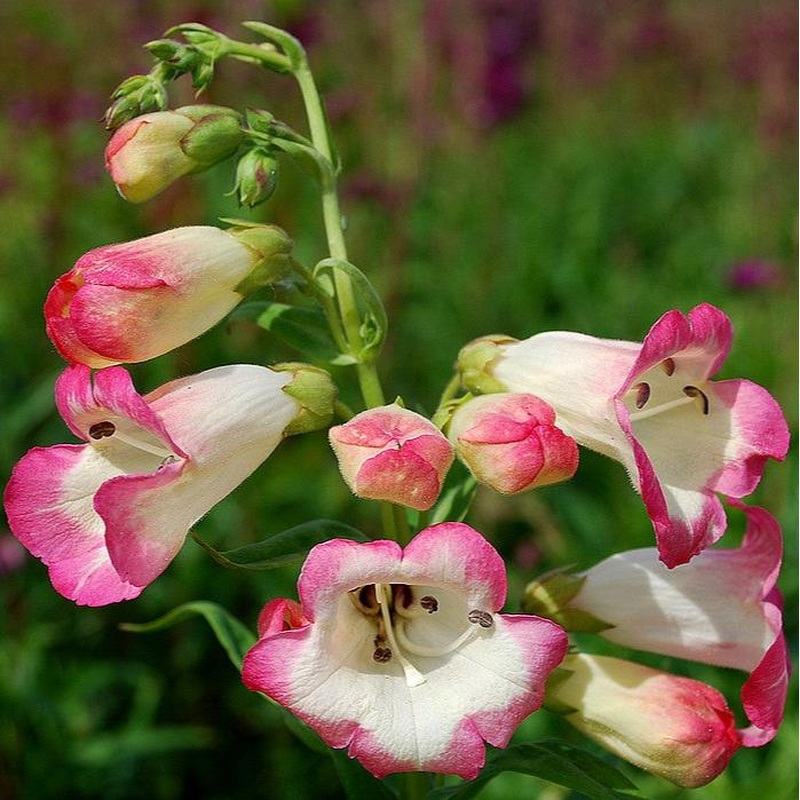 Penstemon Osprey