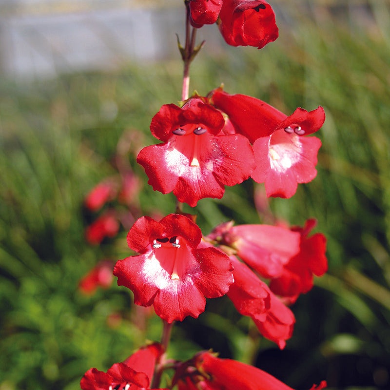Penstemon Rubicundus