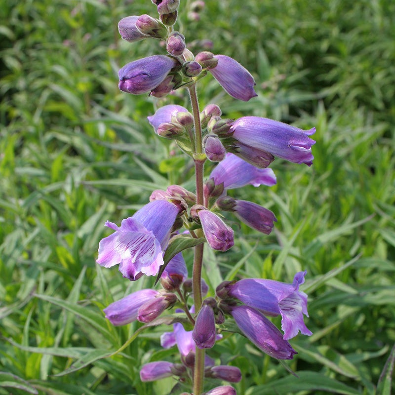 Penstemon Sour Grapes