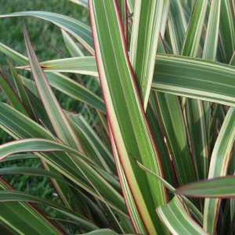 Phormium cook. Tricolor
