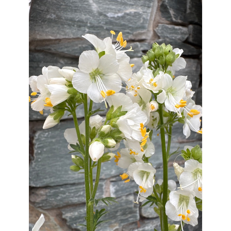 Polemonium cae. Alba