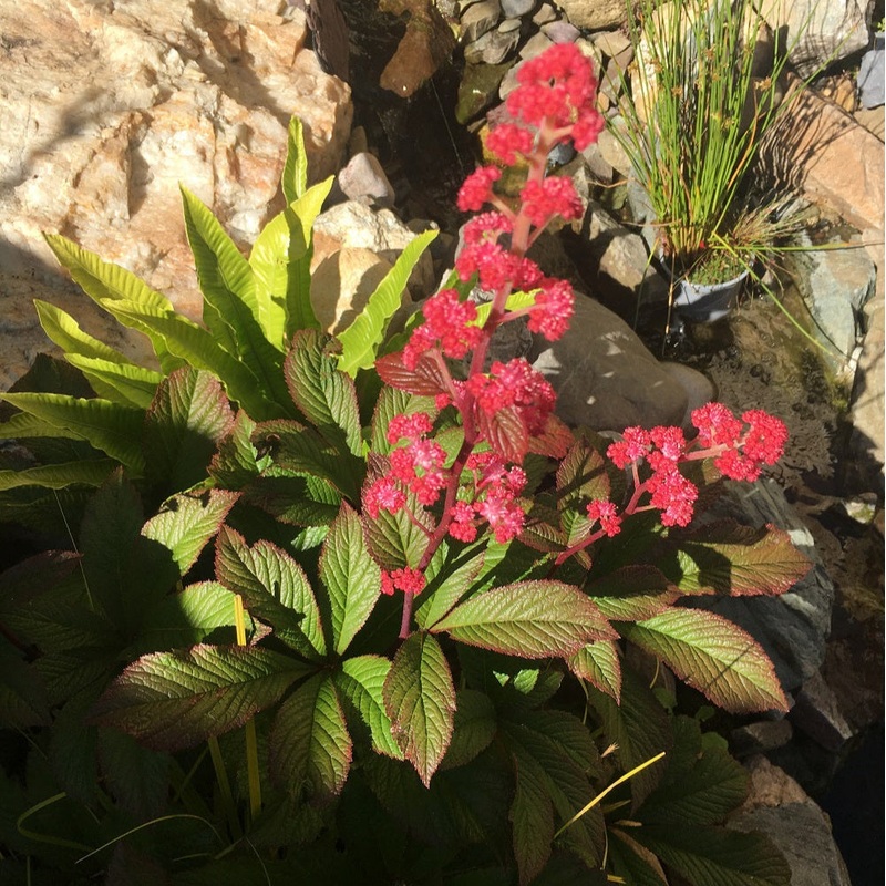 Rodgersia Bronze Peacock