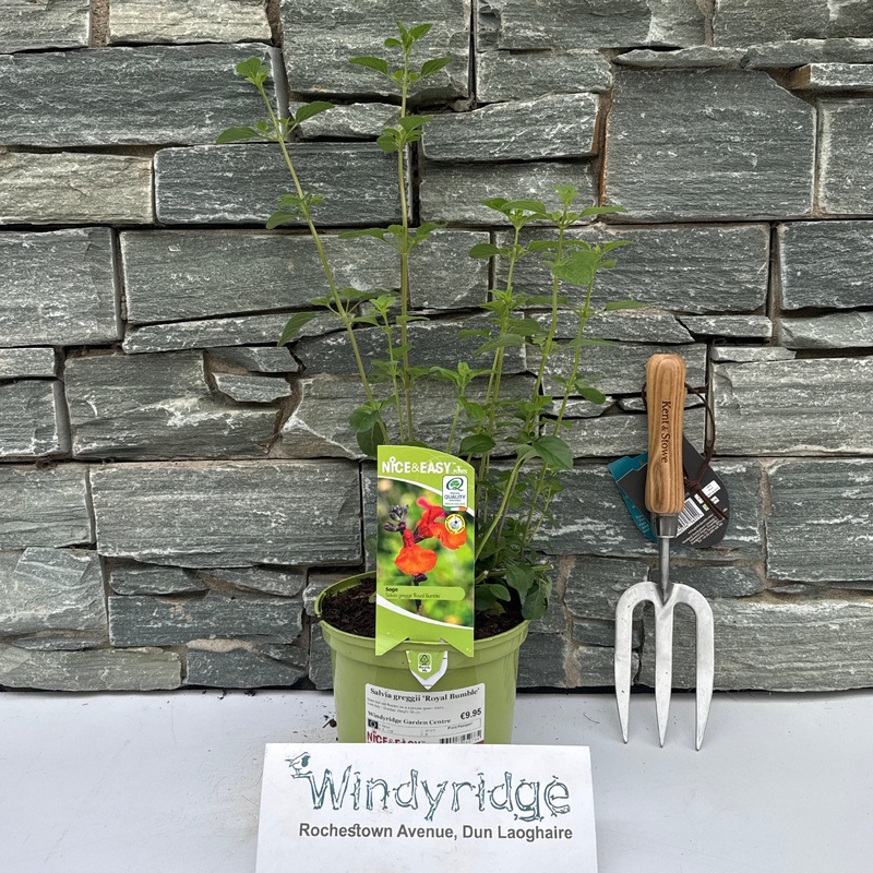Salvia greggii Royal Bumble