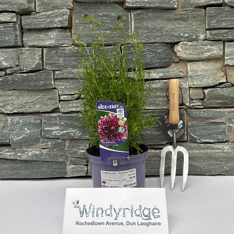 Scabiosa atro. Summer Night
