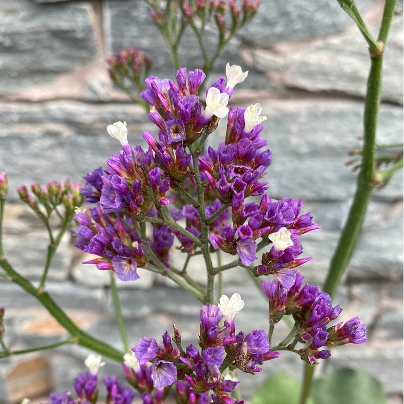 Sea Lavender (Limonium Salt Lake)