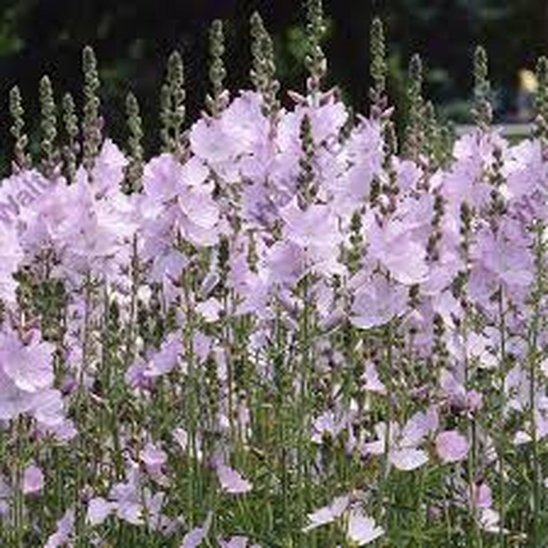 Sidalcea Elsie Heugh