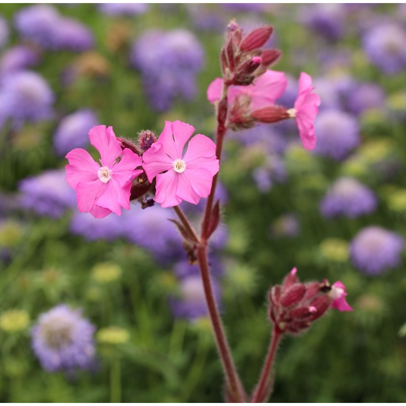 Silene robotii Rollies Favorite