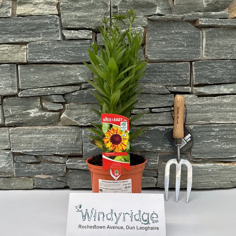 Sneezeweed (Helenium Short n Sassy)