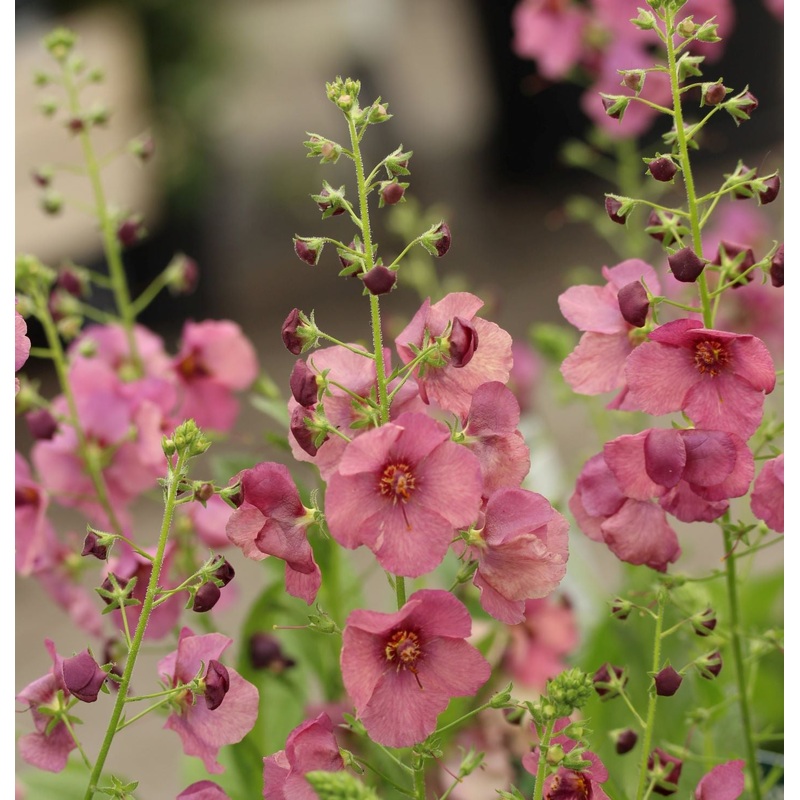 Verbascum Sugar Plum