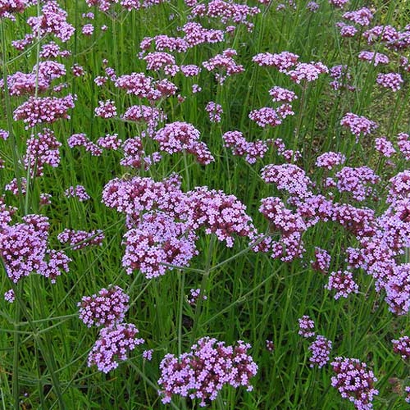 Verbena bonariensis 3lt pot