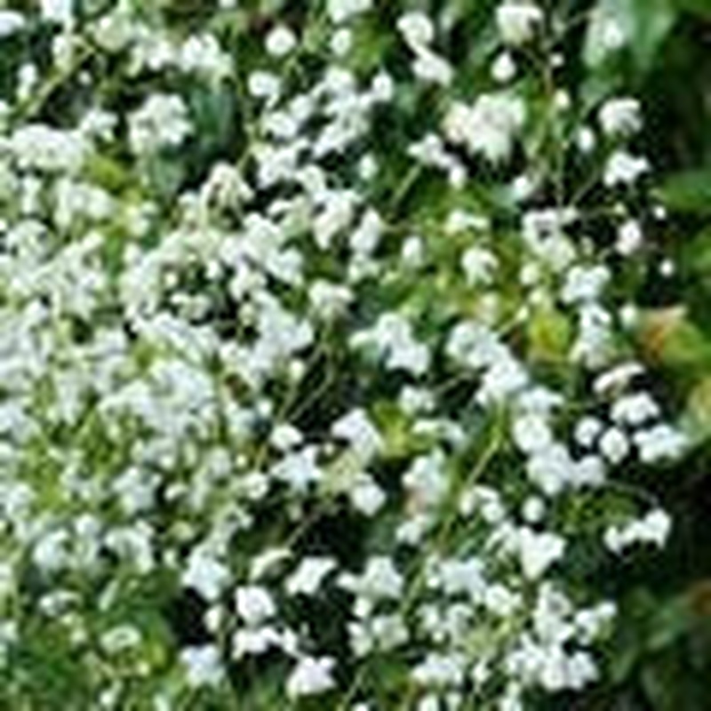 White Meadow Rue (Thalictrum Splendide White)