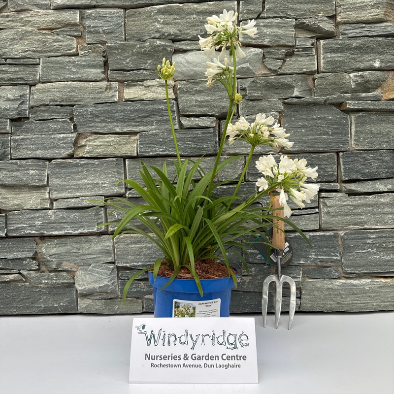AGAPANTHUS Ever White 3Ltr Pot