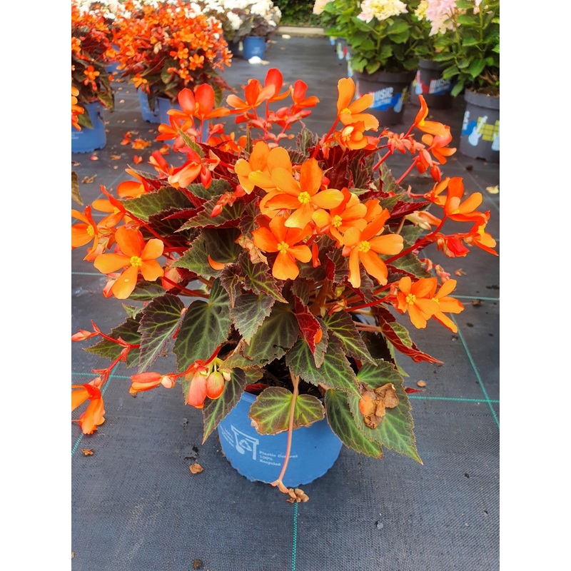 BEGONIA GLOWING EMBERS