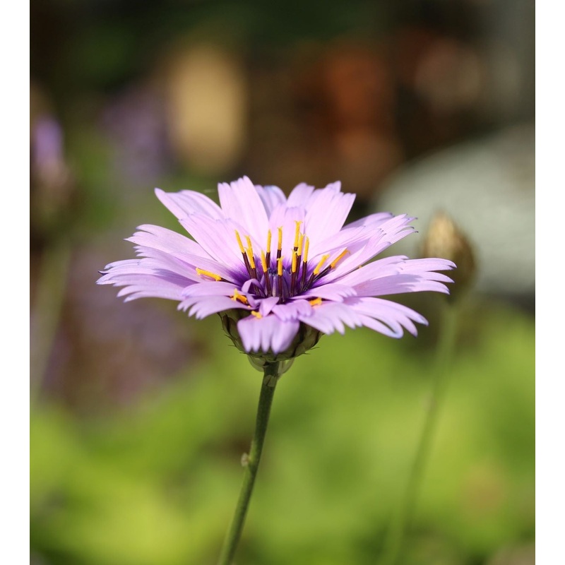 Catananche caerulea