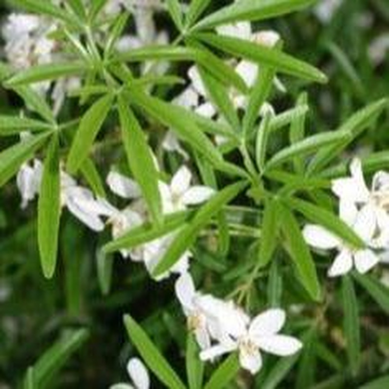 CHOISYA TERNATA AZTEC PEARL