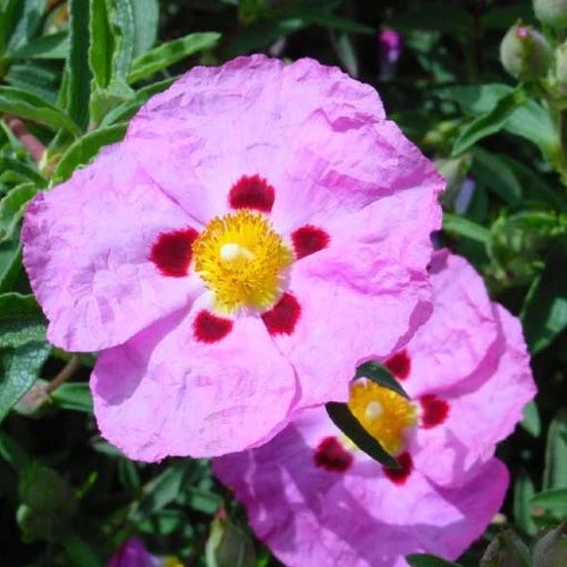 CISTUS PURPUREUS