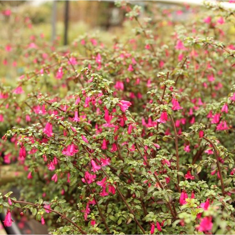 FUCHSIA MILLION BELLS