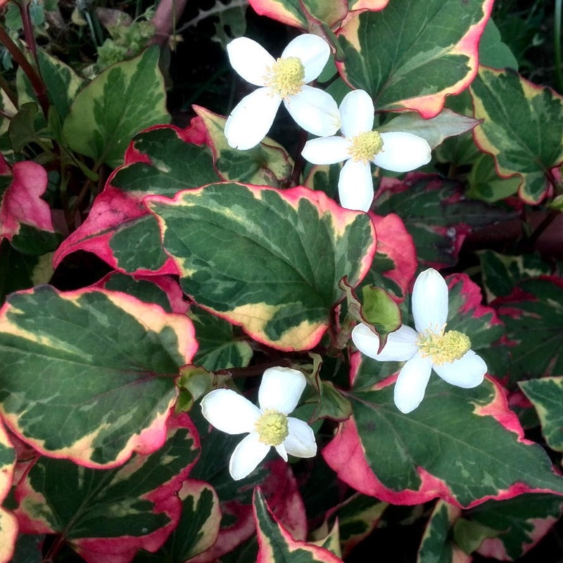 HOUTONIA C. CHAMELEON